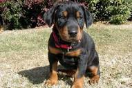 How Much Is Doberman Puppy In South Africa - 2023 | ZaR