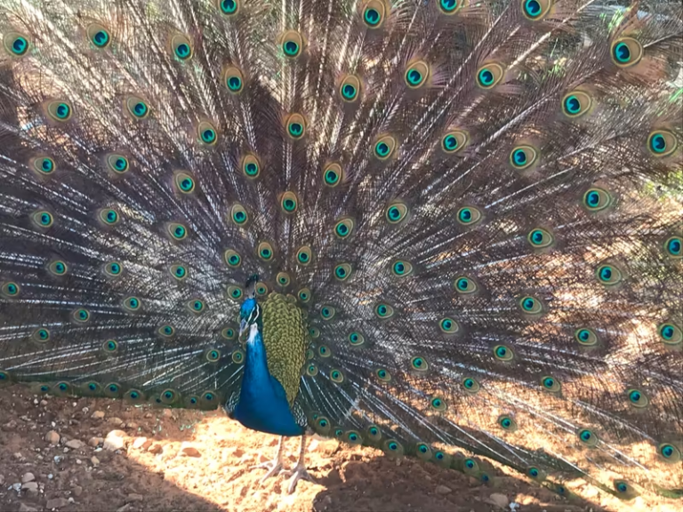 Peacock Prices In South Africa 2024/2025